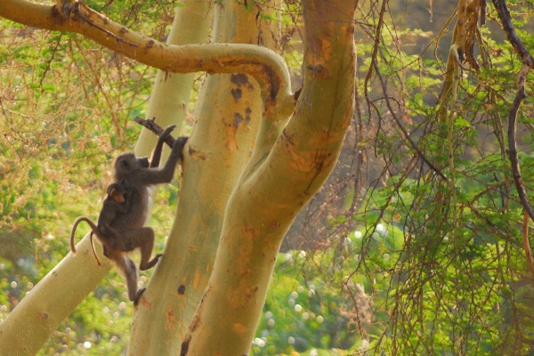 Lake Manyara