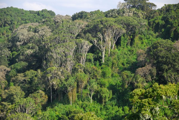 Ngorongoro