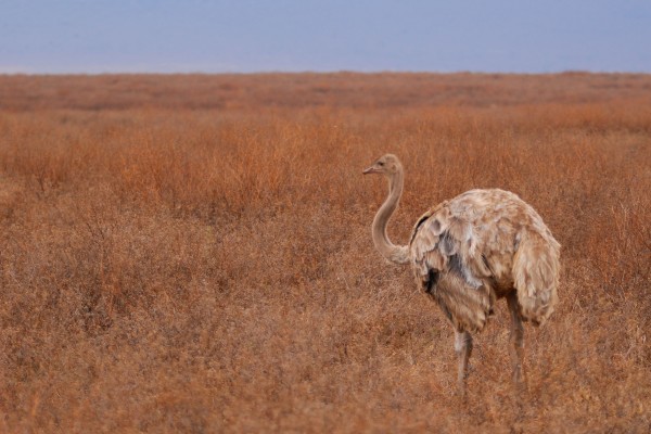 Ngorongoro