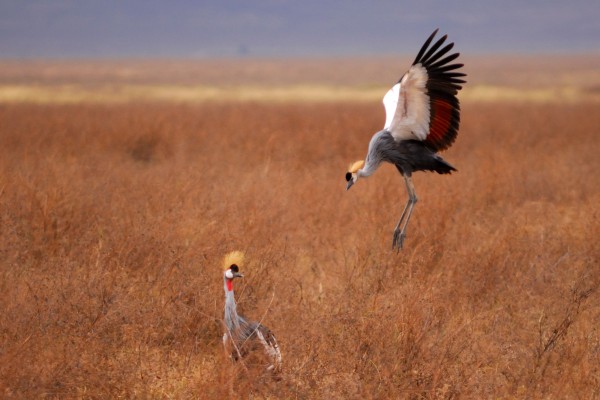 Ngorongoro