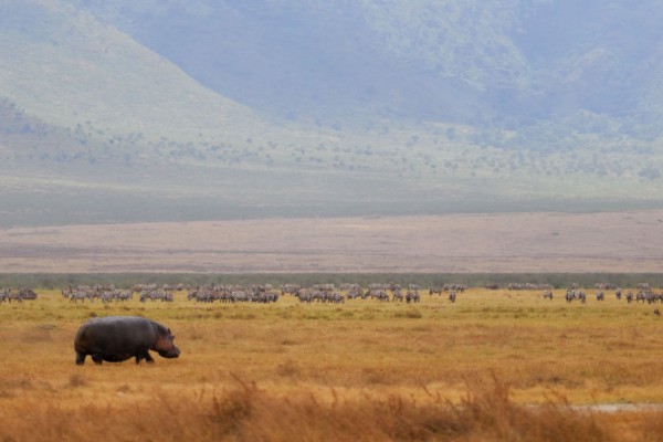 Ngorongoro