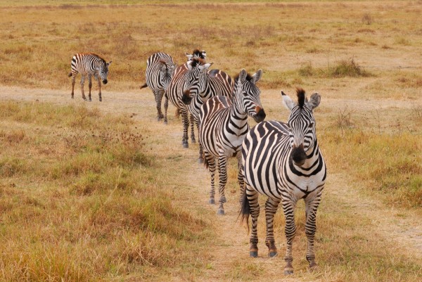 Ngorongoro