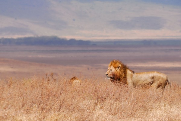 Ngorongoro