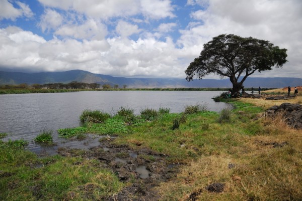 Ngorongoro