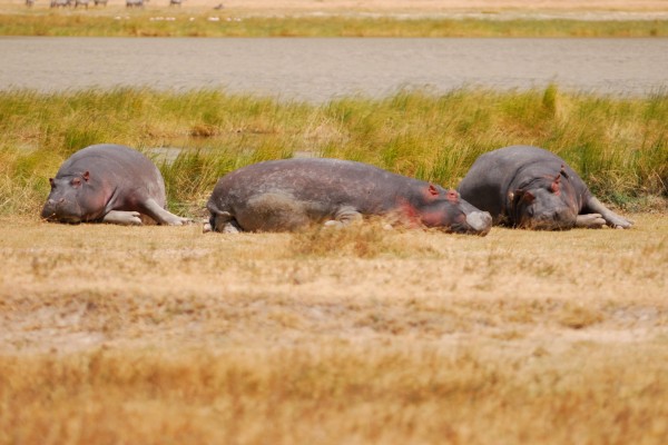 Ngorongoro