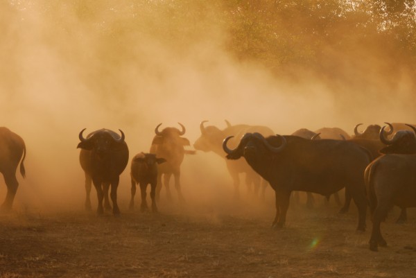 Sudafrica- Kruger