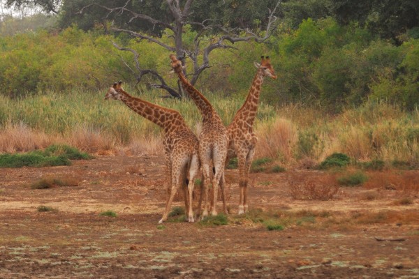 Sudafrica- Kruger