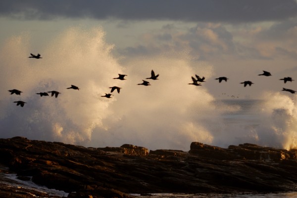 Cape of good hope