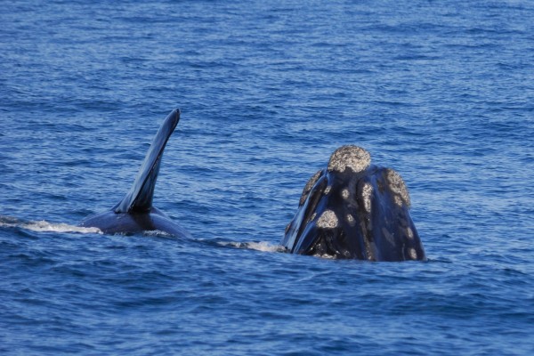 Hermanus