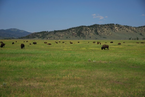 Grand Teton