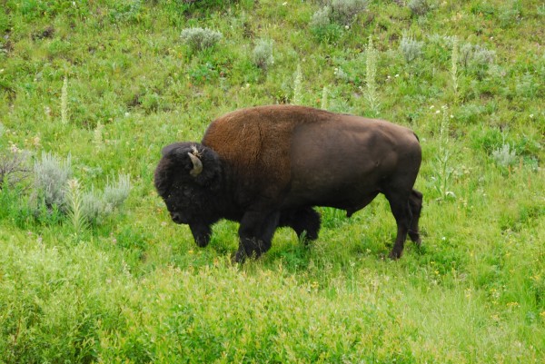 Yellowstone