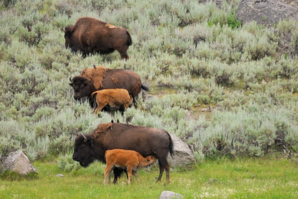 Yellowstone