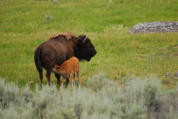 Yellowstone