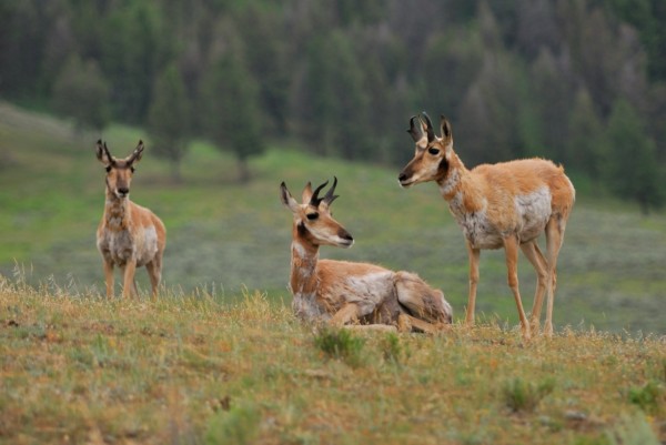 Yellowstone