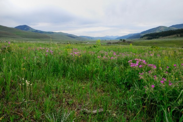 Yellowstone