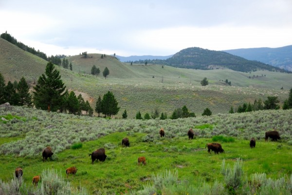 Yellowstone