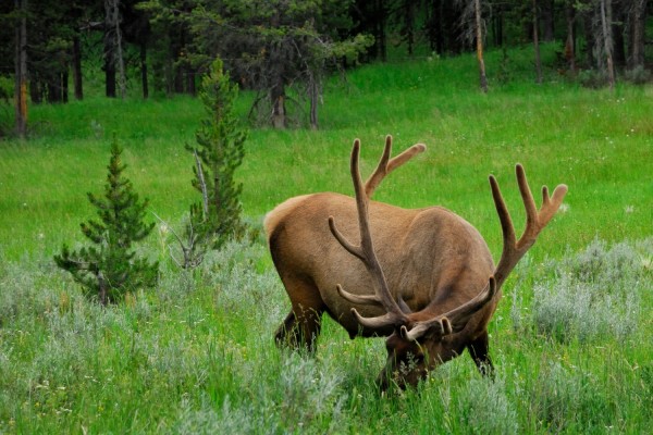 Yellowstone