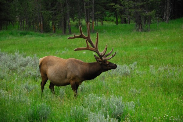 Yellowstone