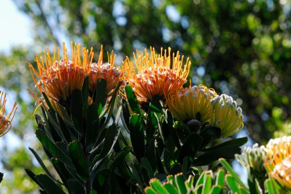 Kirstenbosch Botanic Garden