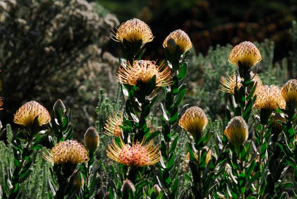 Kirstenbosch Botanic Garden