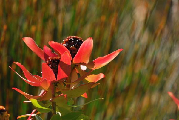 Kirstenbosch Botanic Garden