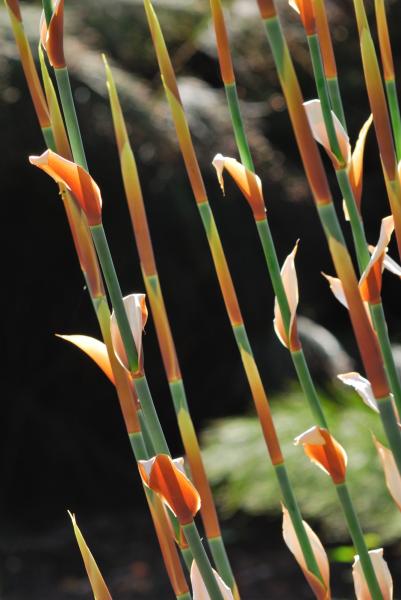 Kirstenbosch Botanic Garden