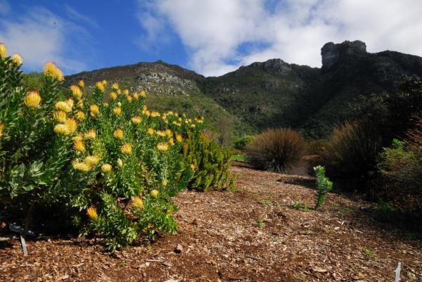 Kirstenbosch Botanic Garden