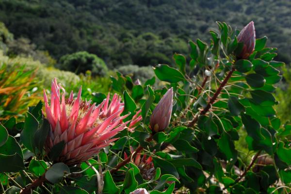 Kirstenbosch Botanic Garden