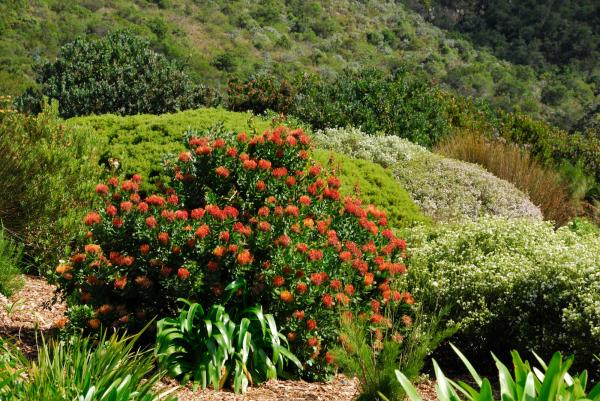 Kirstenbosch Botanic Garden