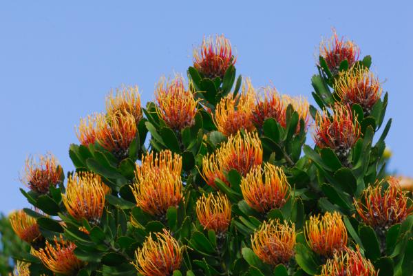 Kirstenbosch Botanic Garden