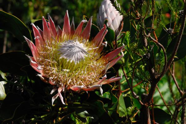 Kirstenbosch Botanic Garden