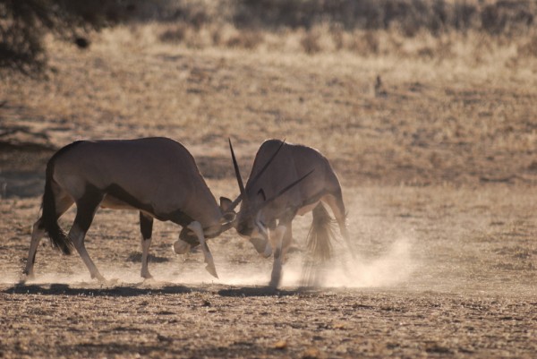 Sudafrica- Kalahari