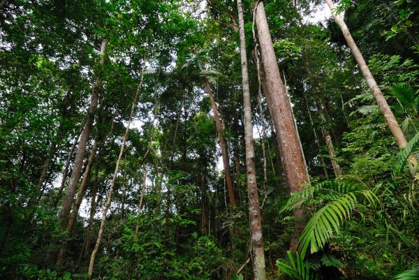 Taman Negara