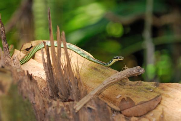 Taman Negara