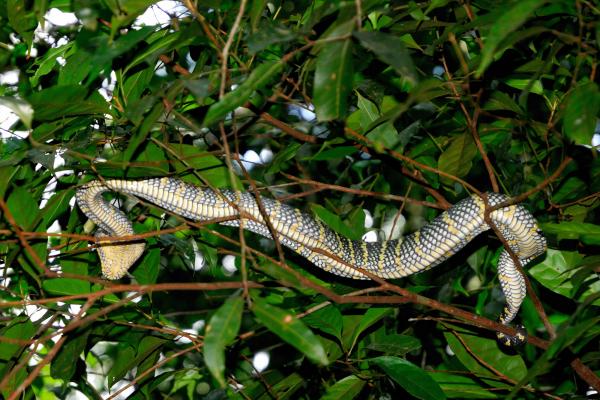 Taman Negara