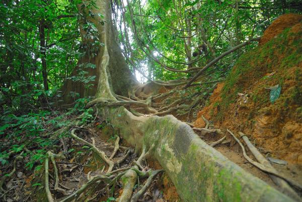 Taman Negara