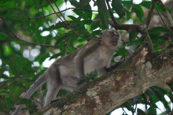 Taman Negara