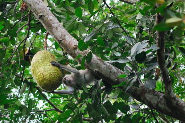 Taman Negara