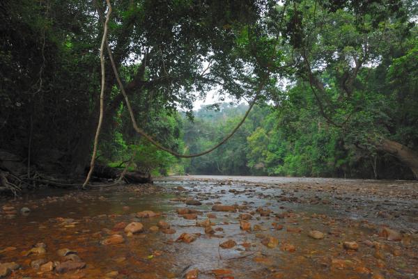 Taman Negara