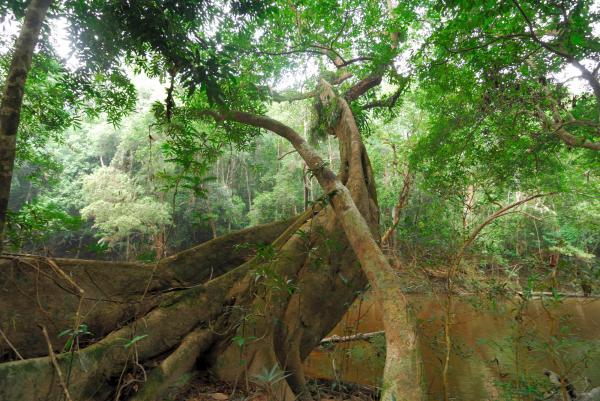 Taman Negara