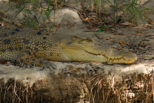 East Alligator River