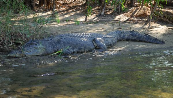 East Alligator River