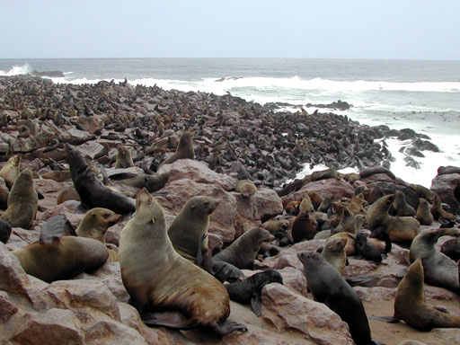 Cape Cross