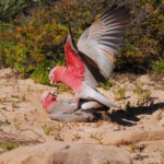 galah-western-australia