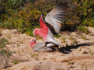 Galah => Western Australia