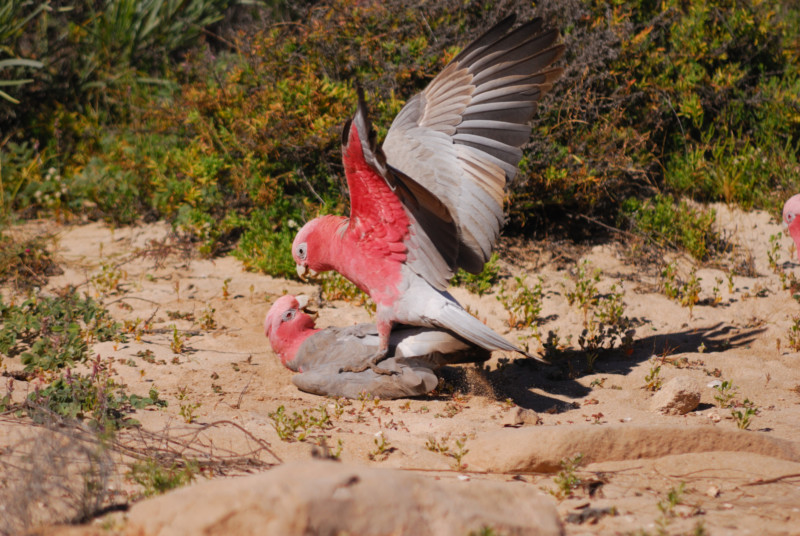 galah-western-australia