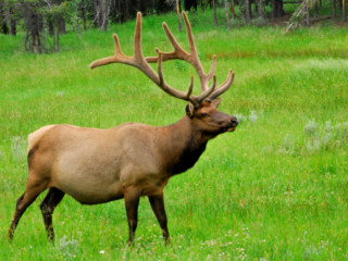 Cervo wapiti => Yellowstone NP