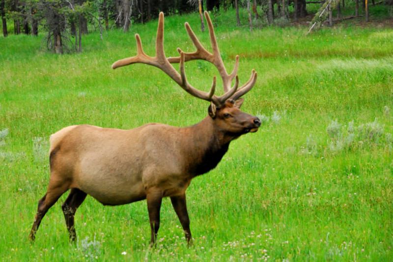 cervo-wapiti-yellowstone-np