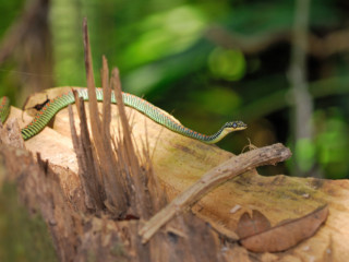 Foresta del Taman Negara => Malesia