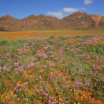 goegap-nature-reserve-sud-africa